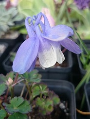 Aquilegia flabellata pumila - 8cm pot 